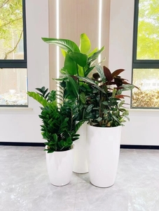 宁波余姚花卉出租服务好